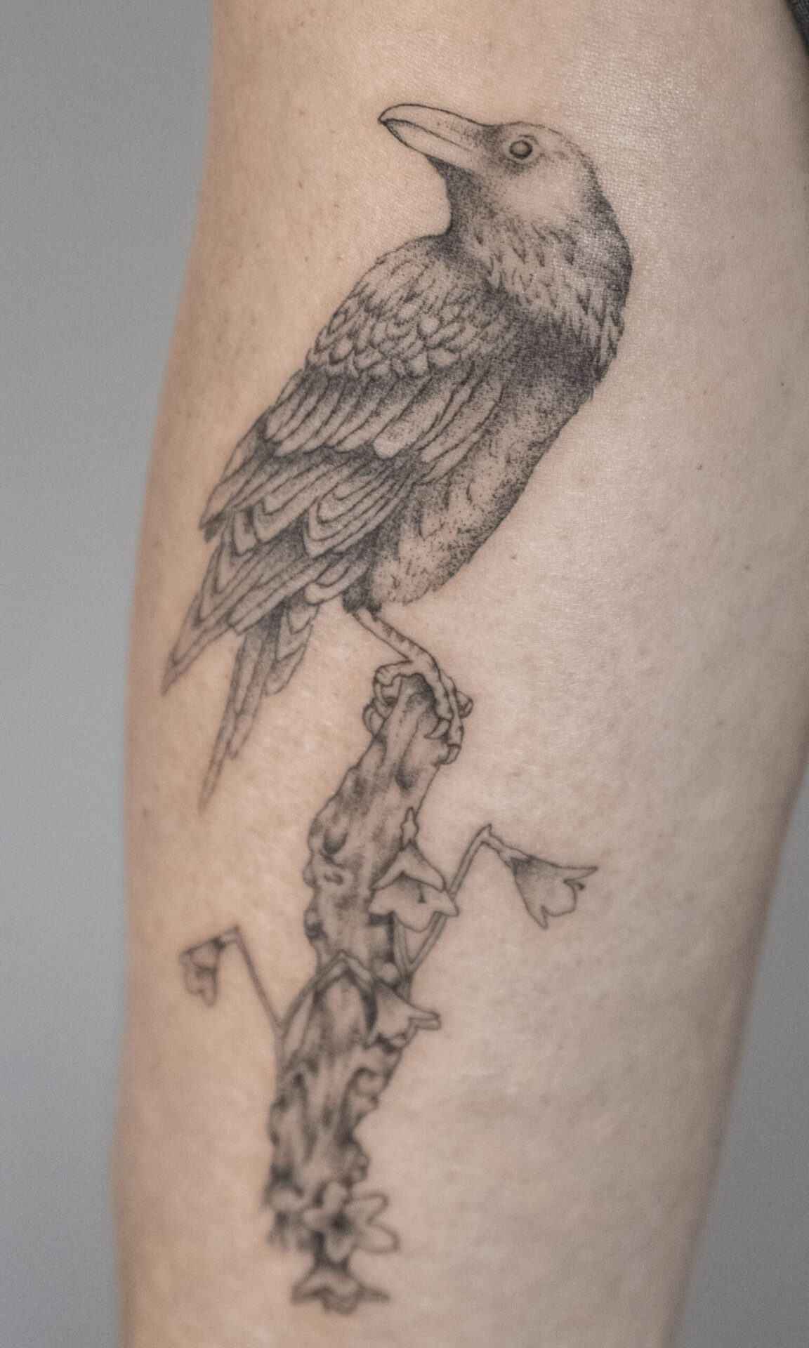 upper arm fineline crow tattoo from smasli ink an female tattoo artist working in salzburg austria